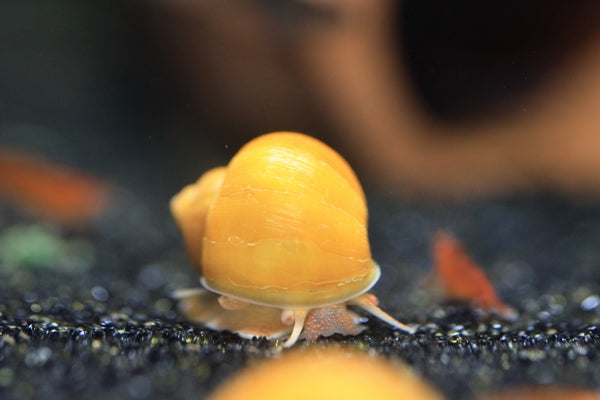 Mystery Snails