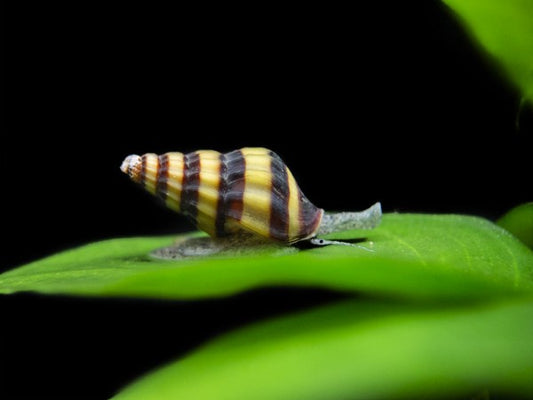 Assassin Snail with yellow and black striped shell on aquarium substrate hunting pest snails