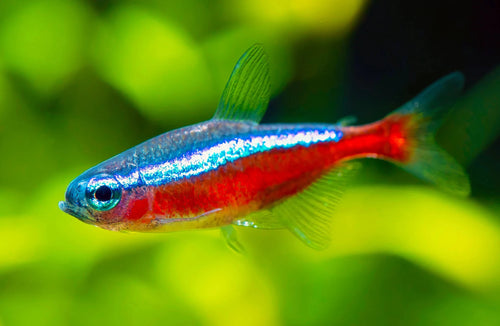 Cardinal Tetra swimming in a planted aquarium