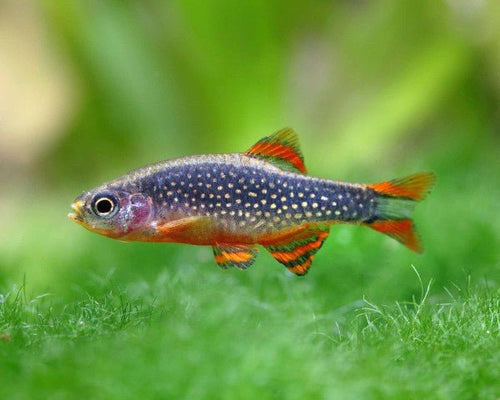 Celestial Pearl Danio swimming in a planted aquarium