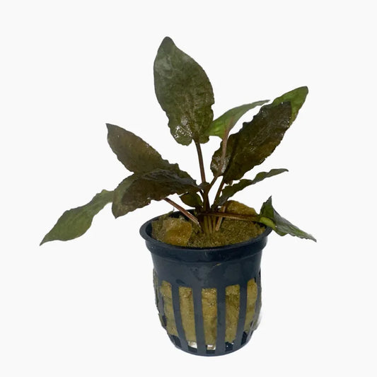 Cryptocoryne Tropica plant with textured leaves in a planted aquarium