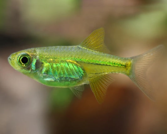 Green Kubotai Rasbora displaying bright neon green coloration in a planted aquarium