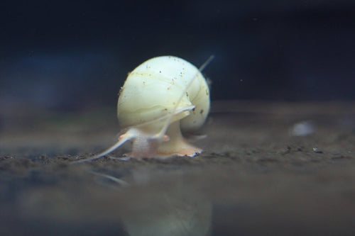 Ivory Mystery Snail with creamy ivory shell in aquarium