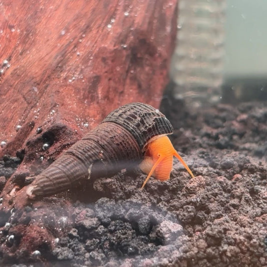 Mini orange rabbit snail with bright orange body and a dark shell on aquarium substrate