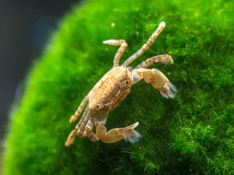 A Freshwater pom pom crab on moss in an aquarium