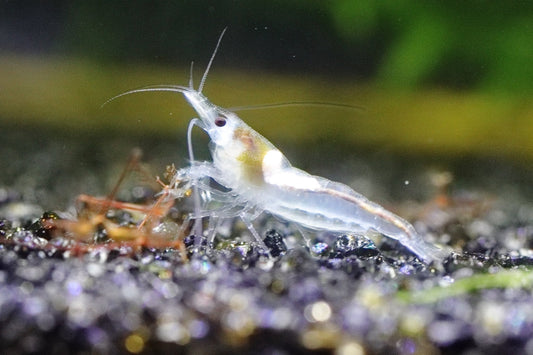 Snowball Neocaridina shrimp with pure white coloration on aquarium plant