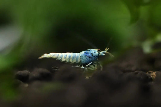 Blue Bolt Caridina shrimp in a planted freshwater aquarium