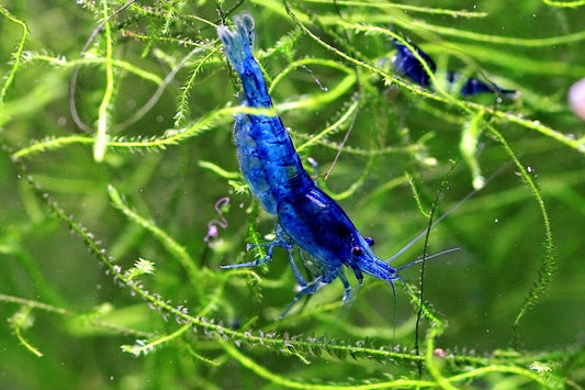 Blue Dream Neocaridina shrimp in a planted freshwater aquarium