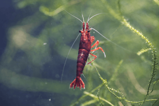 How to Acclimate Your New Shrimp, Fish and Snails