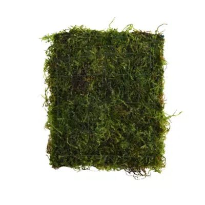 Dense green Java moss growing on a mat for a freshwater shrimp aquarium