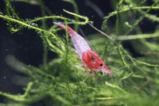 Top 10 Best Plants for a Shrimp Tank