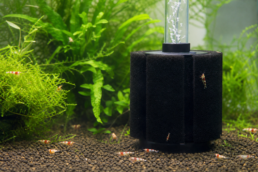 Sponge filter operating in a planted freshwater shrimp aquarium with shrimp grazing safely nearby