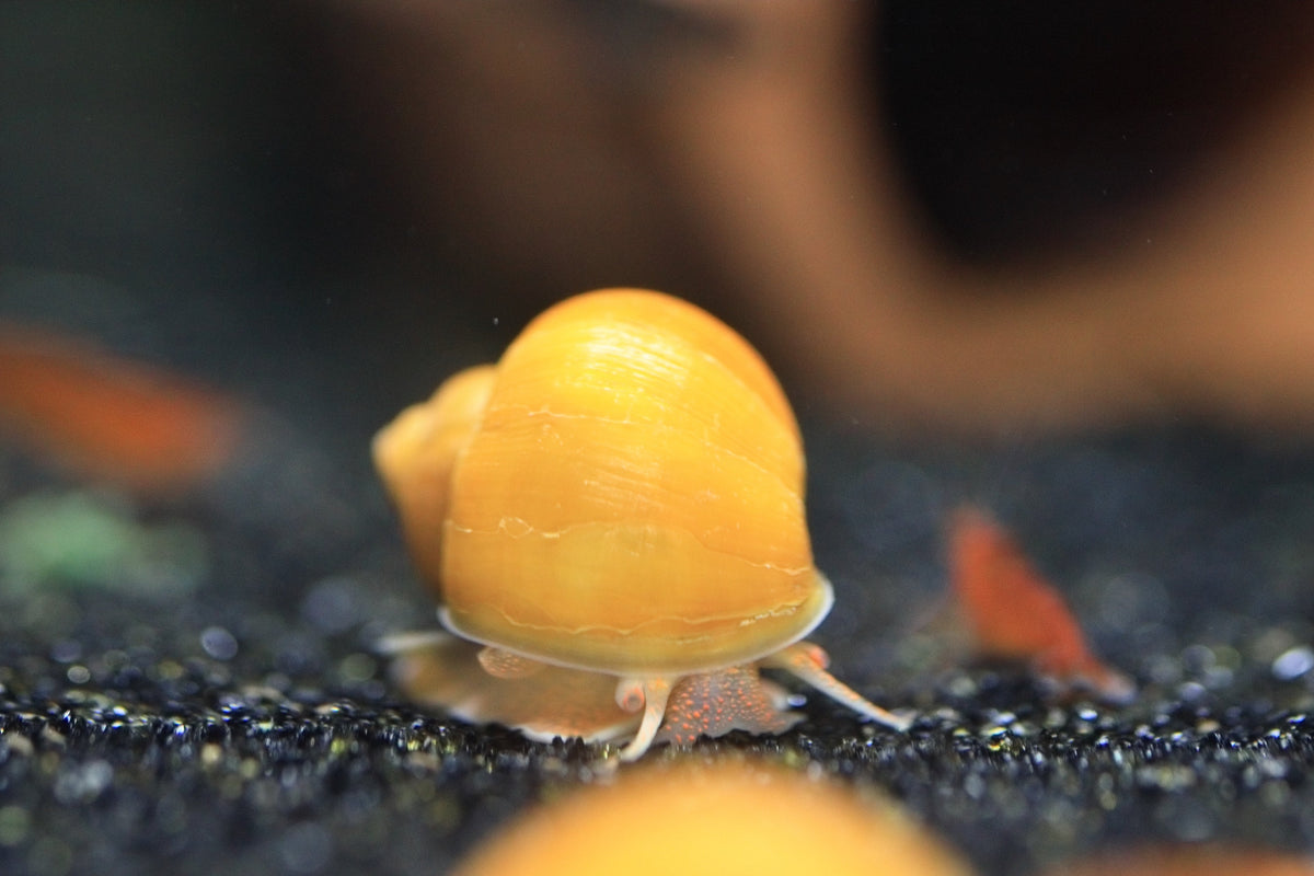 Snails