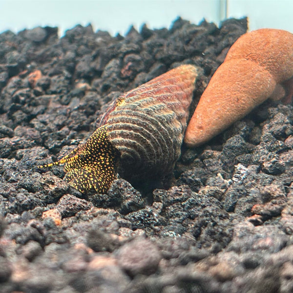 Rabbit Snails