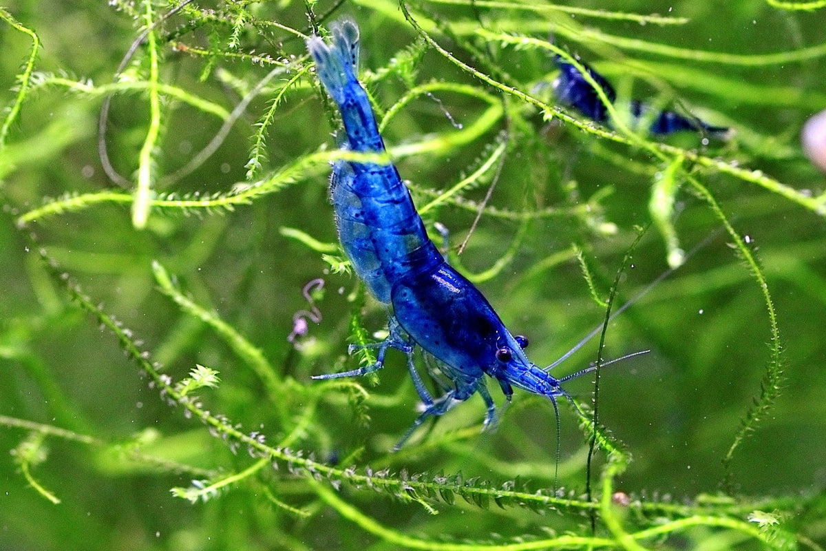 Neocaridina Shrimp