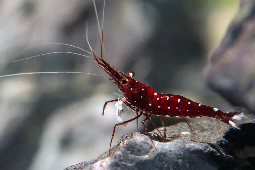 Sulawesi Shrimp