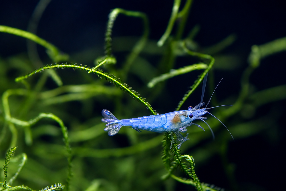 Freshwater shrimp