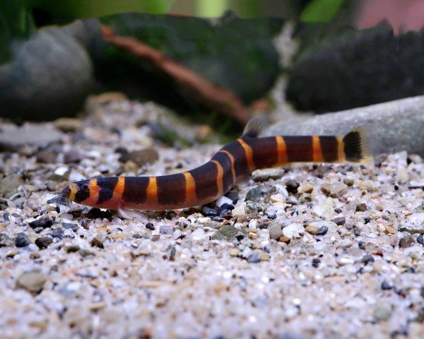 Loaches