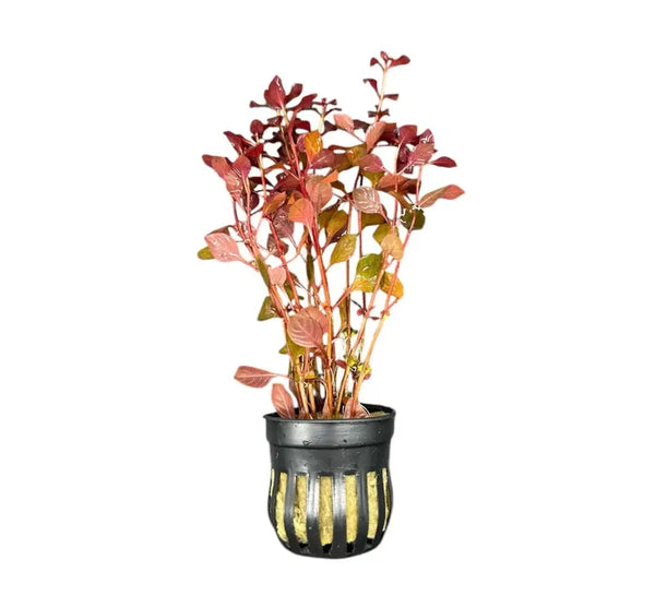 Stem Plants
