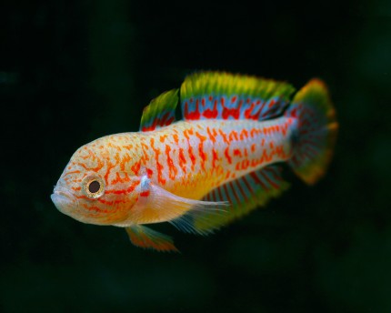 Peacock Gudgeon in planted aquarium
