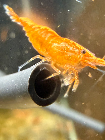 Gold Dust Neocaridina Shrimp