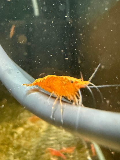 Gold Dust Neocaridina Shrimp
