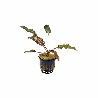 Beginner Plant Pack