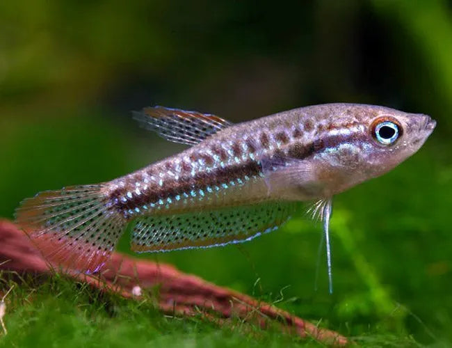 Sparkling Gourami in planted aquarium