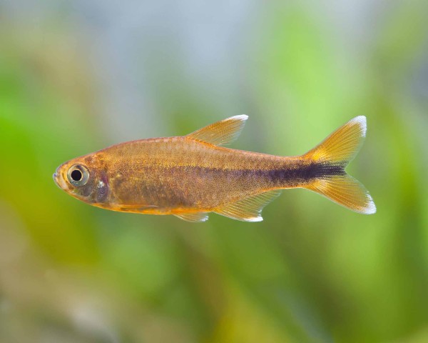 Silvertip Tetra (Hasemania nana)