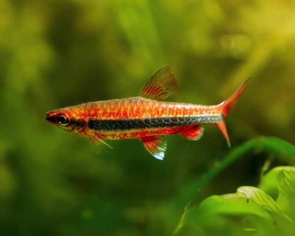 Golden Pencilfish in planted aquarium