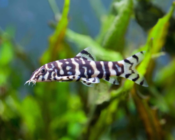 Yoyo Loach in planted aquarium