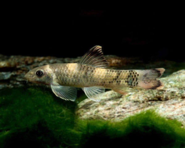 Panda Garra in planted aquarium