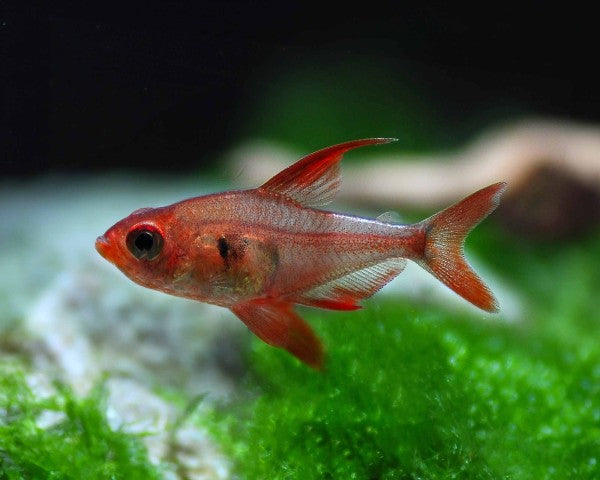 Red Phantom Tetra in planted aquarium