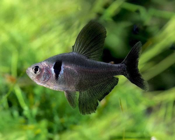 Black Phantom Tetra in planted aquarium