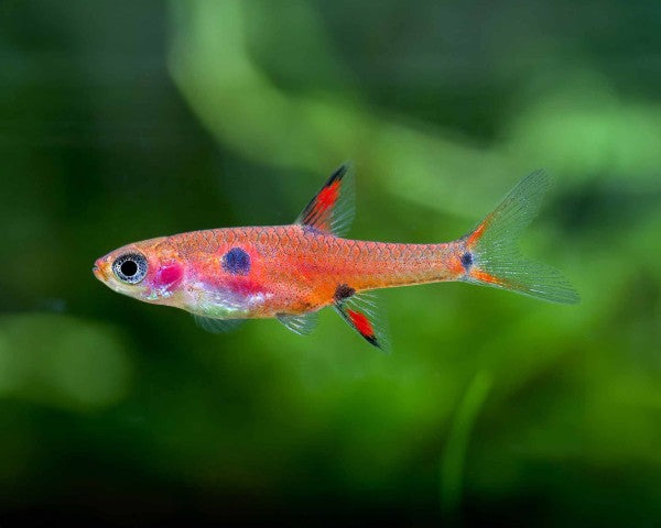 Spotted Rasbora (Boraras maculatus)