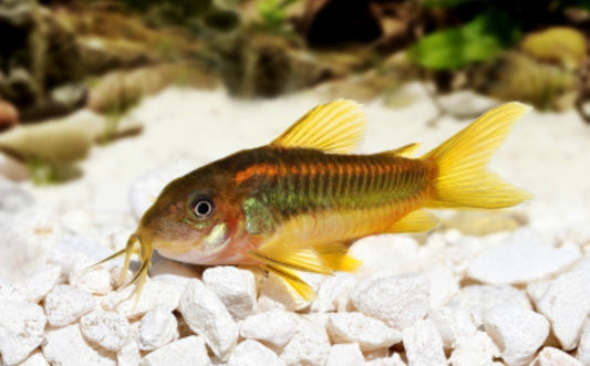 Gold Laser Corydoras in planted nano tank