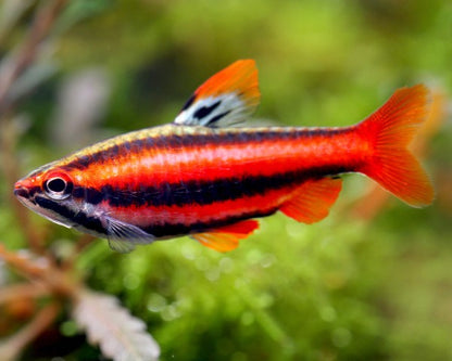 Red Pencilfish (Nannostomus mortenthaleri)