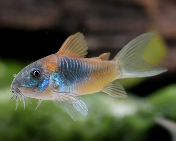 Orange Venezuelan Cory (Corydoras sp. Venezuela)