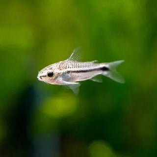 Pygmy Corydoras in planted aquarium