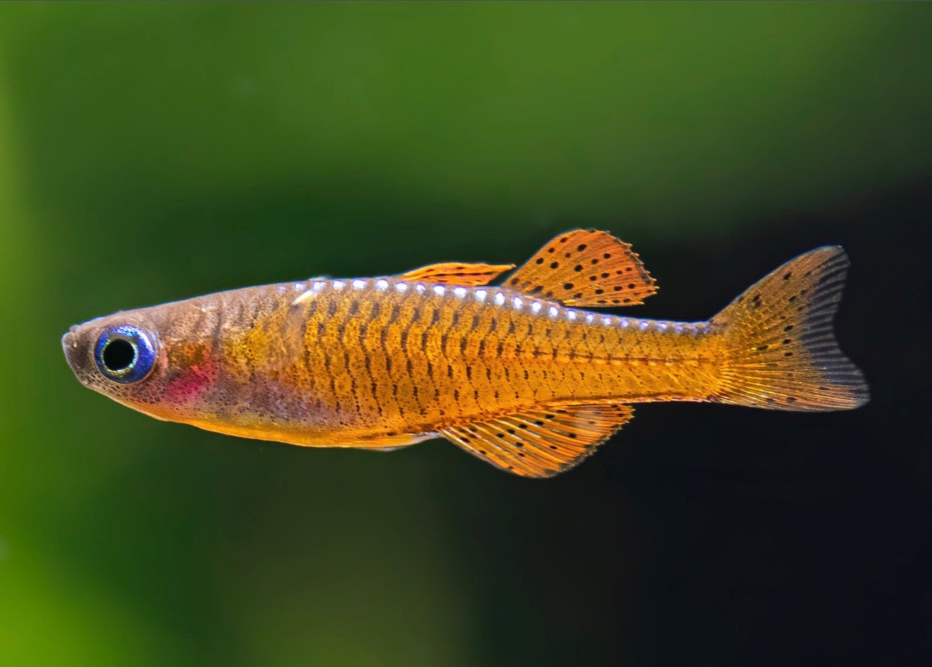 Red Neon Rainbowfish in planted aquarium