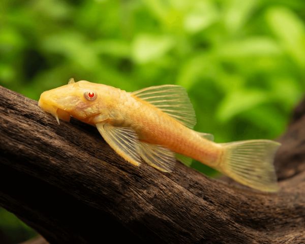 Albino Bristlenose Pleco in planted aquarium