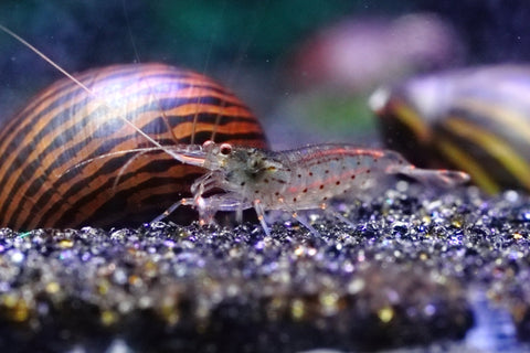 Amano Shrimp