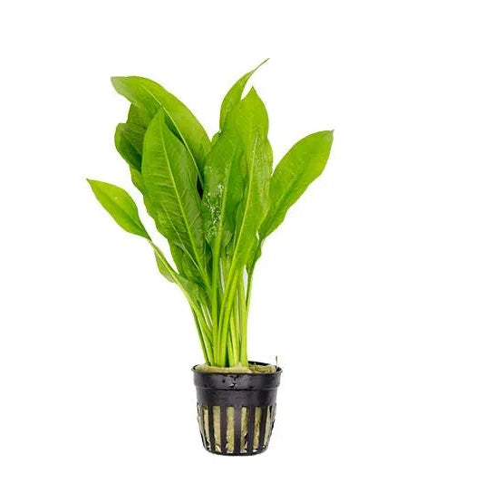 Amazon Sword in planted aquarium