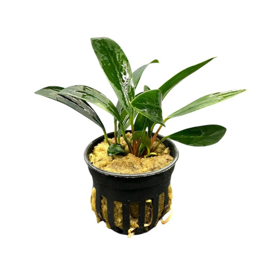 Anubias Afzelii potted aquarium plant