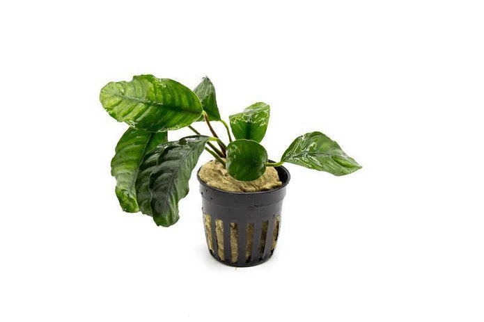 Assorted Anubias Plant Pack