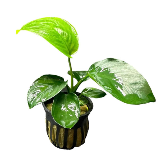 Anubias Barteri potted aquarium plant
