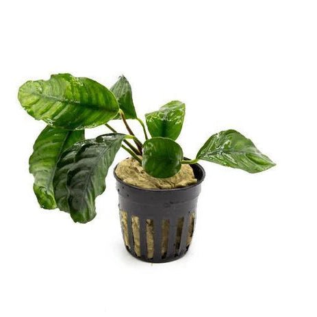 Anubias Coffeefolia Potted in planted aquarium
