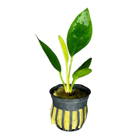 Anubias Congensis potted aquarium plant