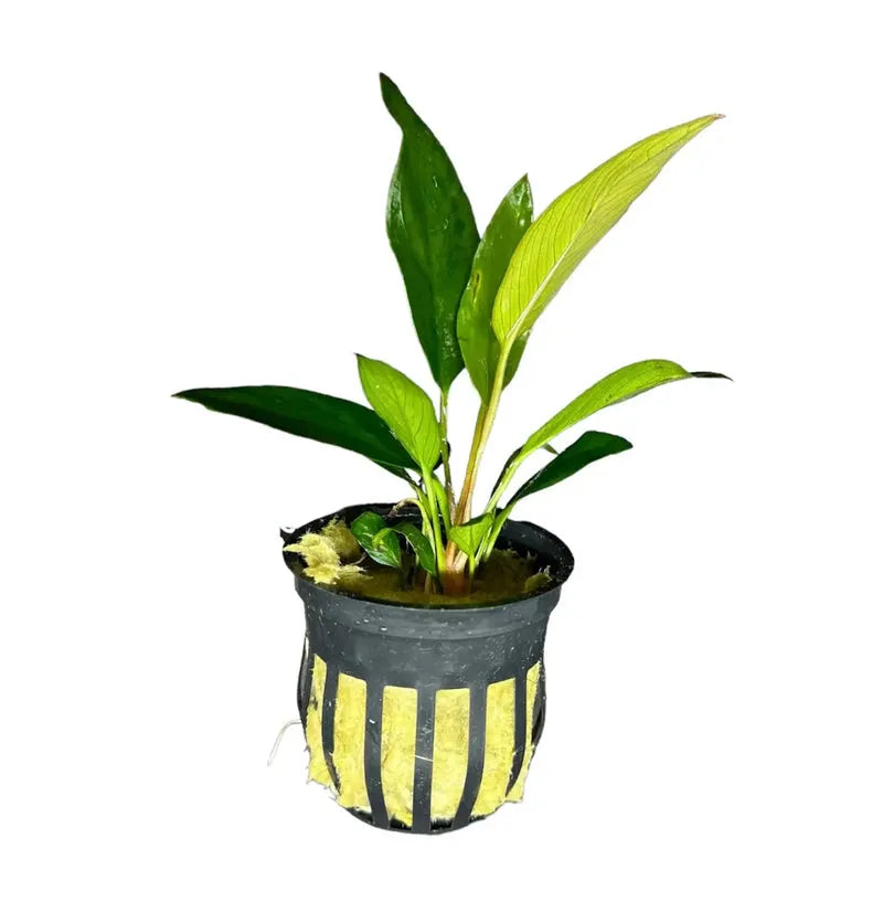 Assorted Anubias Plant Pack
