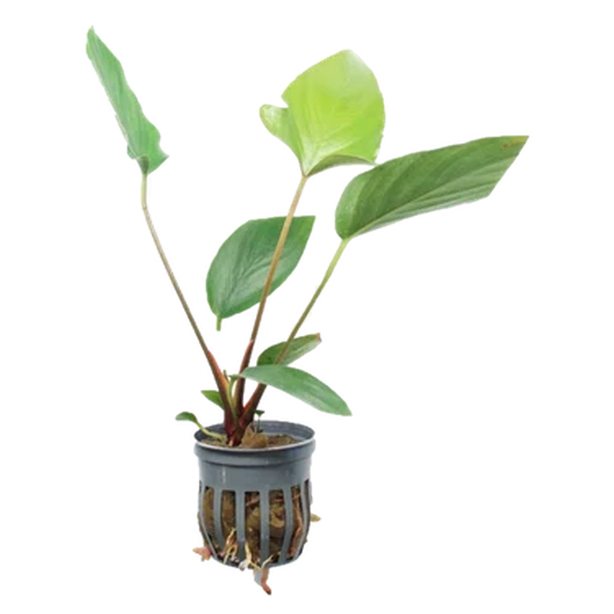 Anubias hastifolia potted aquarium plant